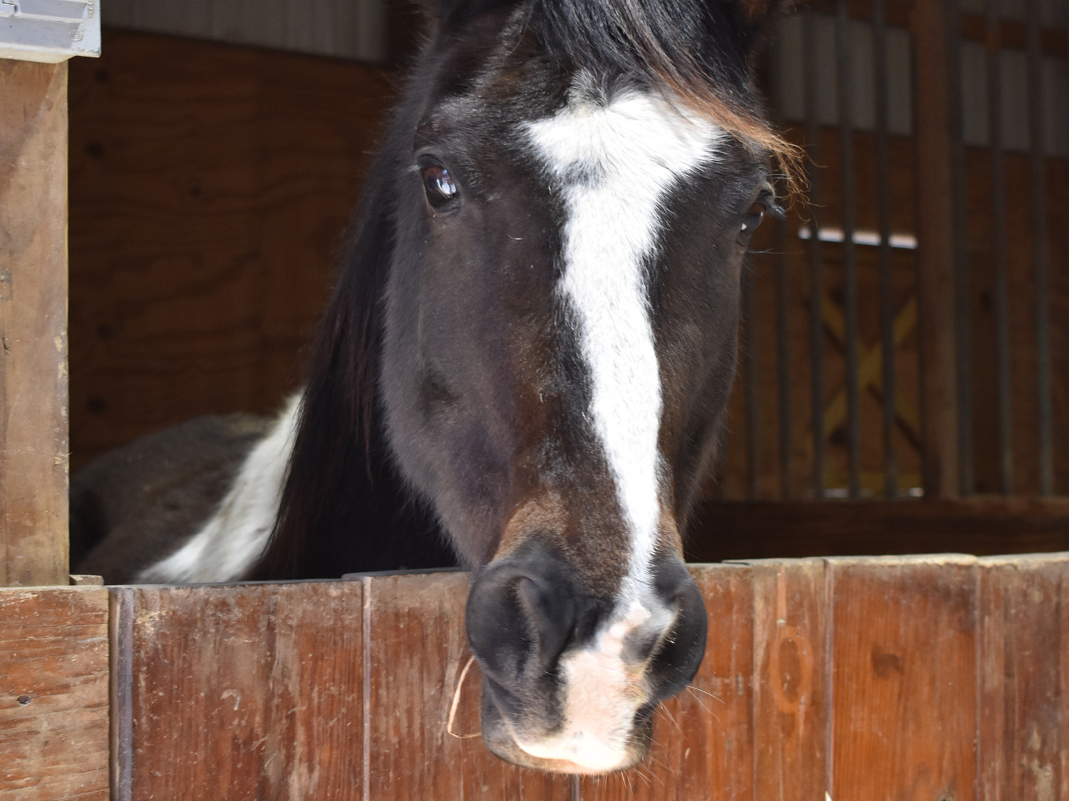 Black horse with white stripes