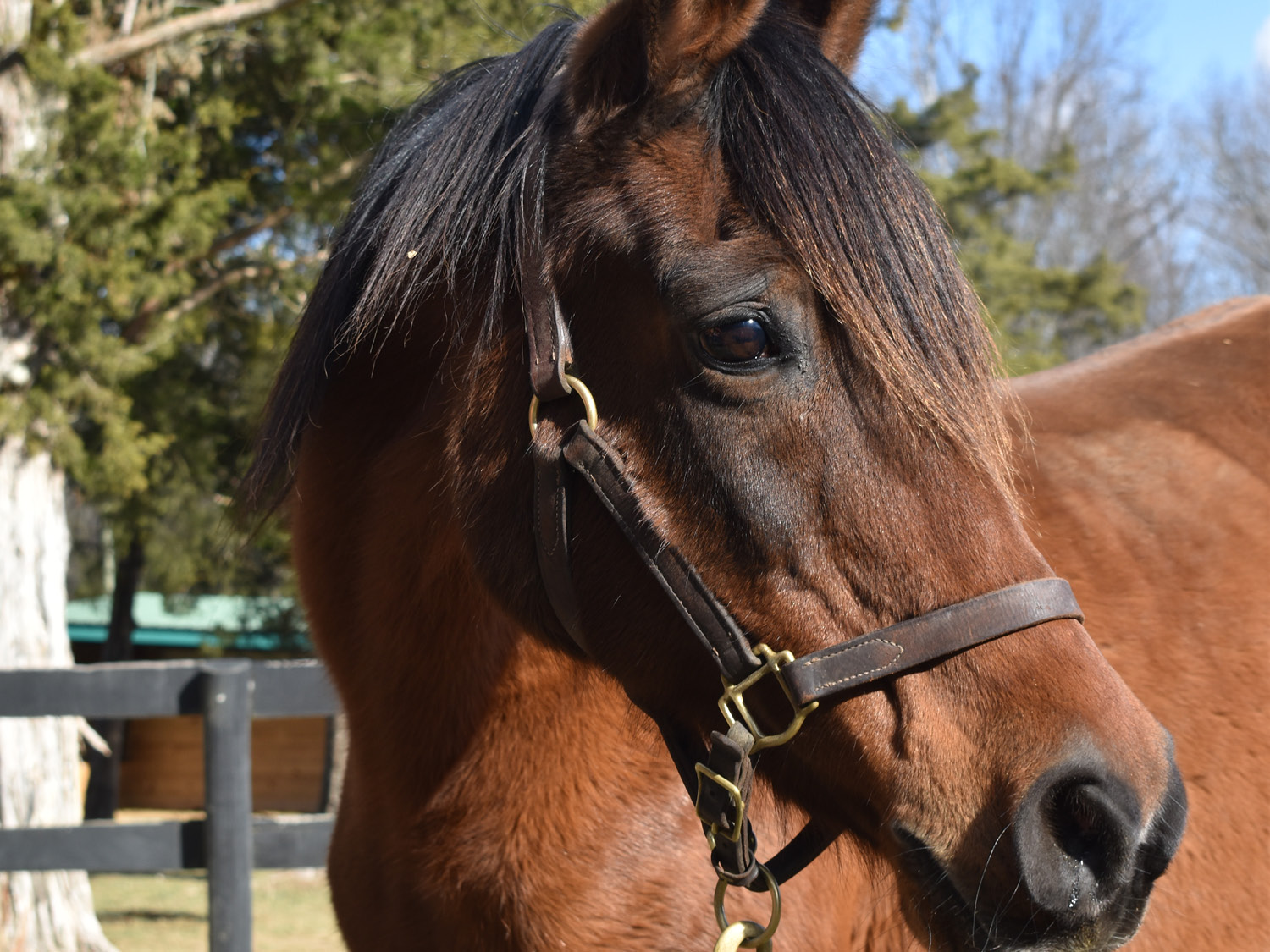 Brown horse