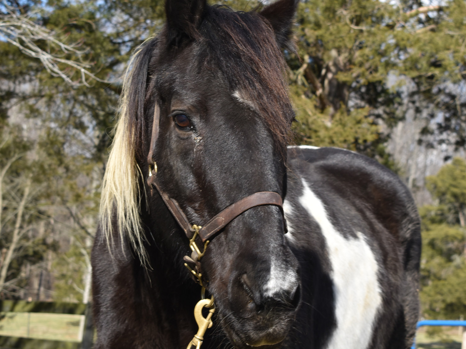 Black horse with white spots