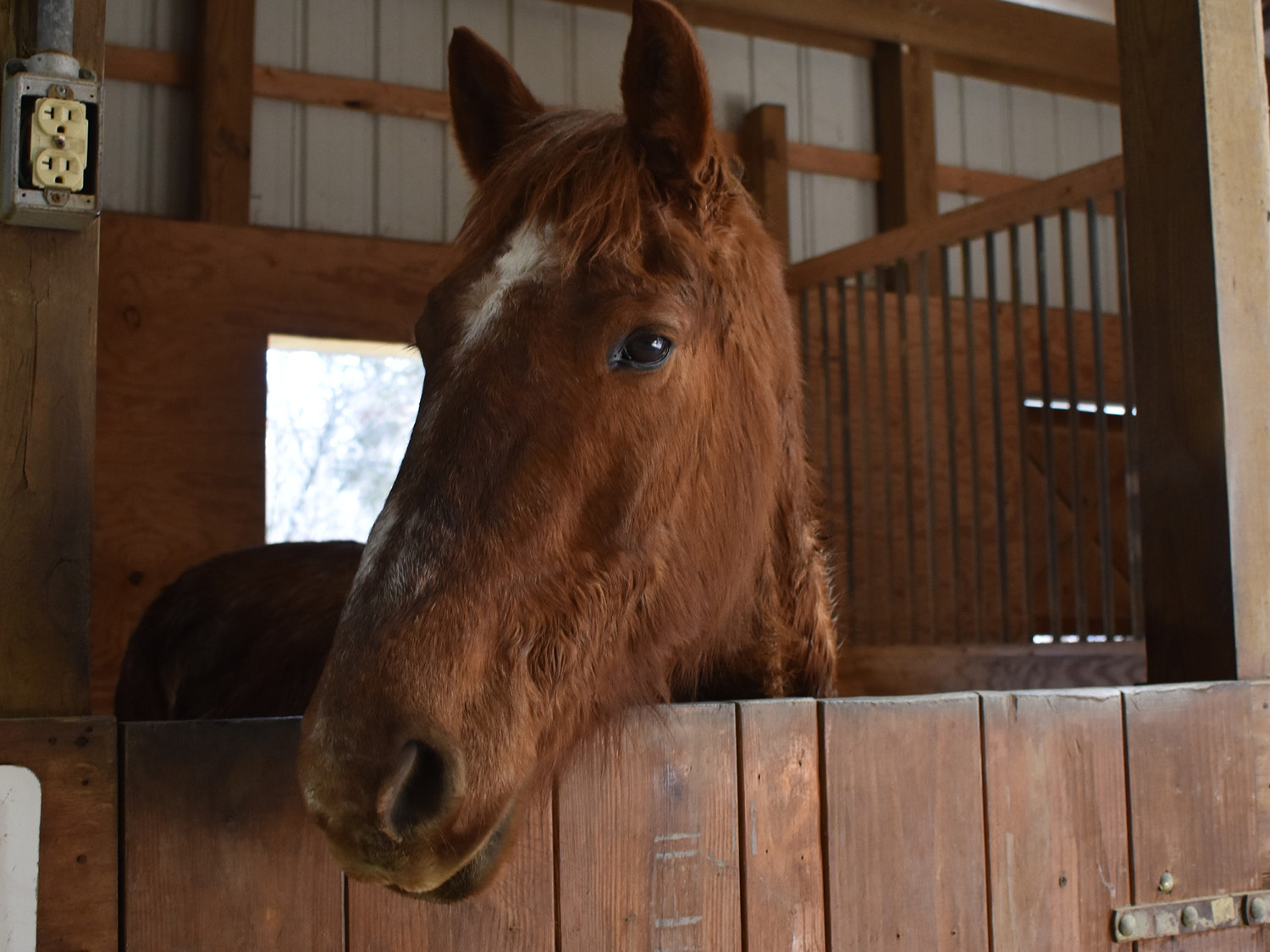 Brown horse