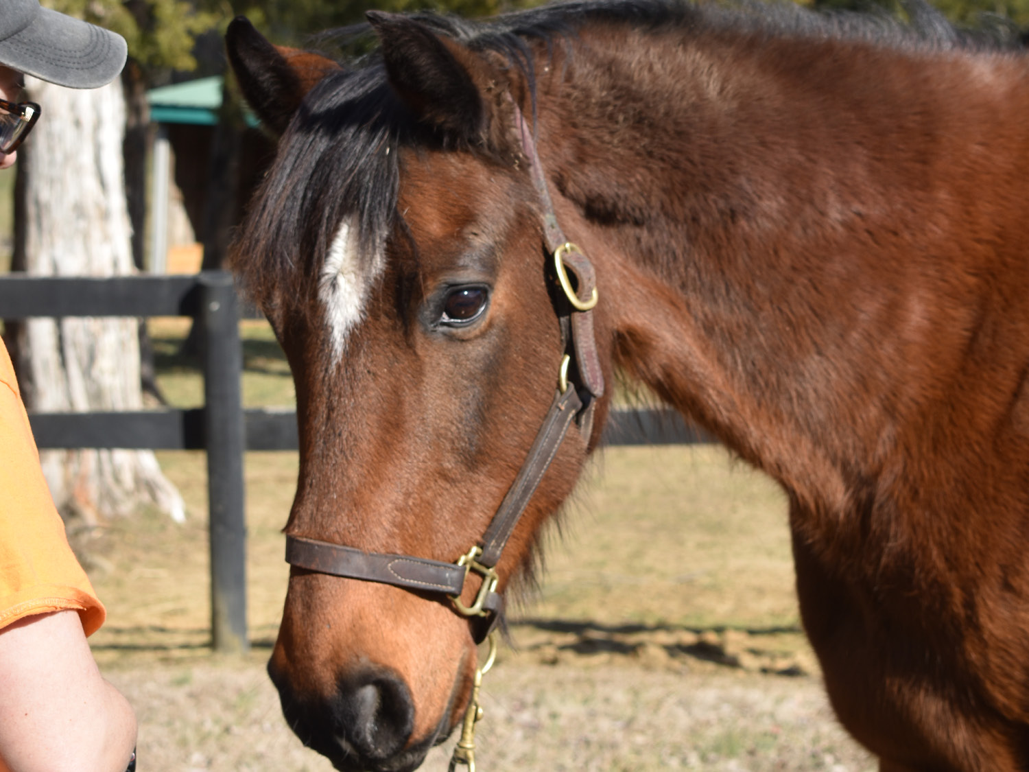Brown horse