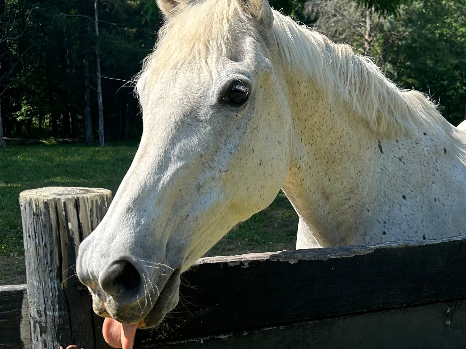 White horse
