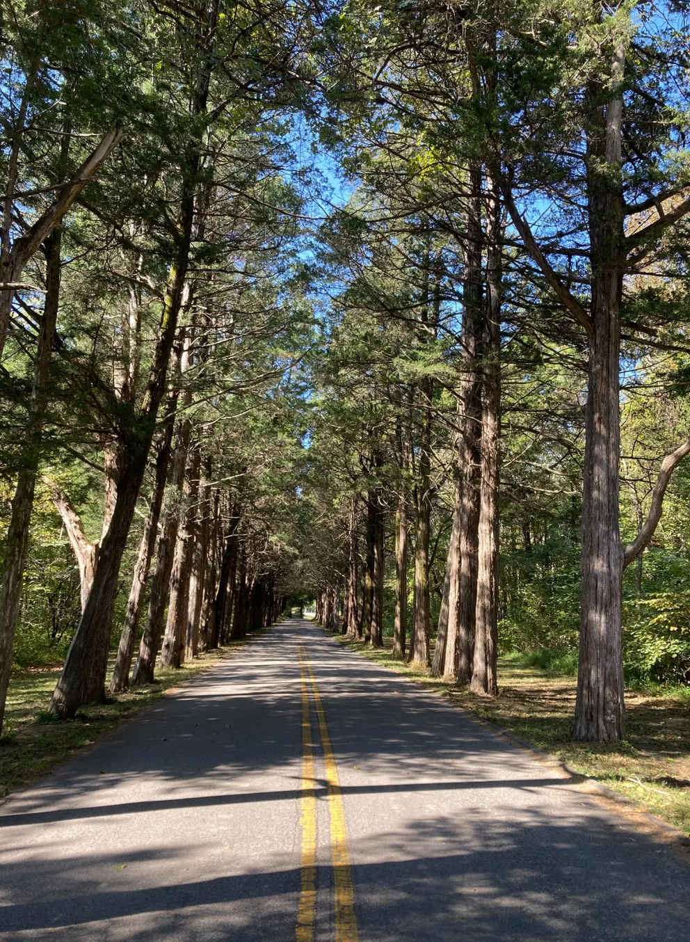 YMCA Camp PIomingo's road traveling through a forest of tall trees
