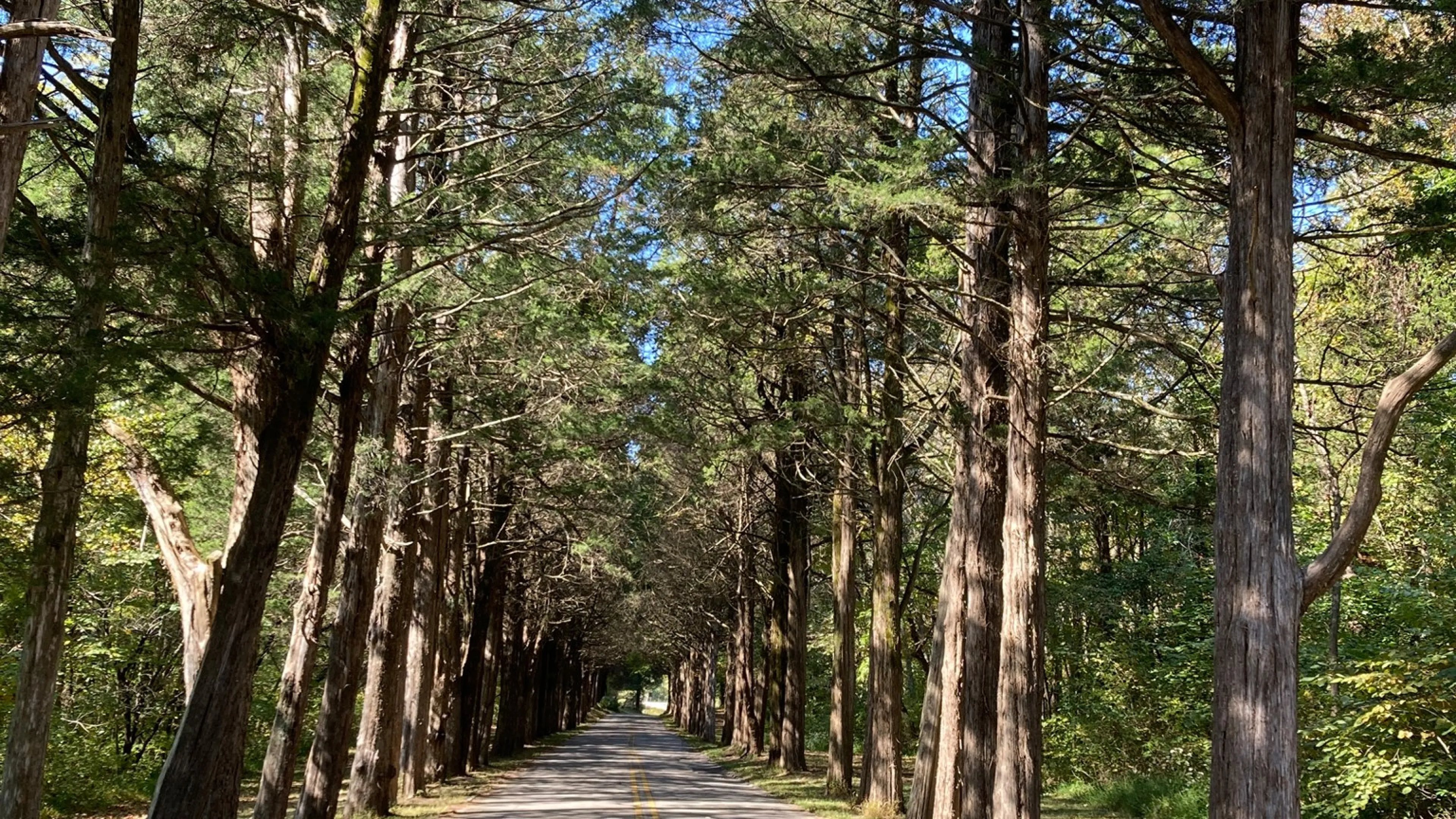 YMCA Camp PIomingo's road traveling through a forest of tall trees